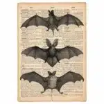 Affiche chauve-souris vintage - Chauves-souris 20 × 30 cm