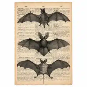 Affiche chauve-souris vintage - Chauves-souris 20 × 30 cm