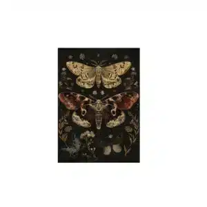 Affiche papillon de nuit gothique - Papillons beiges 20 × 30 cm