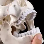 Crâne humain taille réelle
