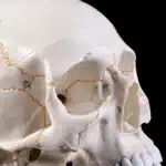 Crâne humain taille réelle