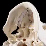 Crâne humain taille réelle