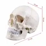 Crâne humain taille réelle