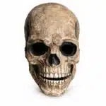 Masque tête de mort mâchoire mobile